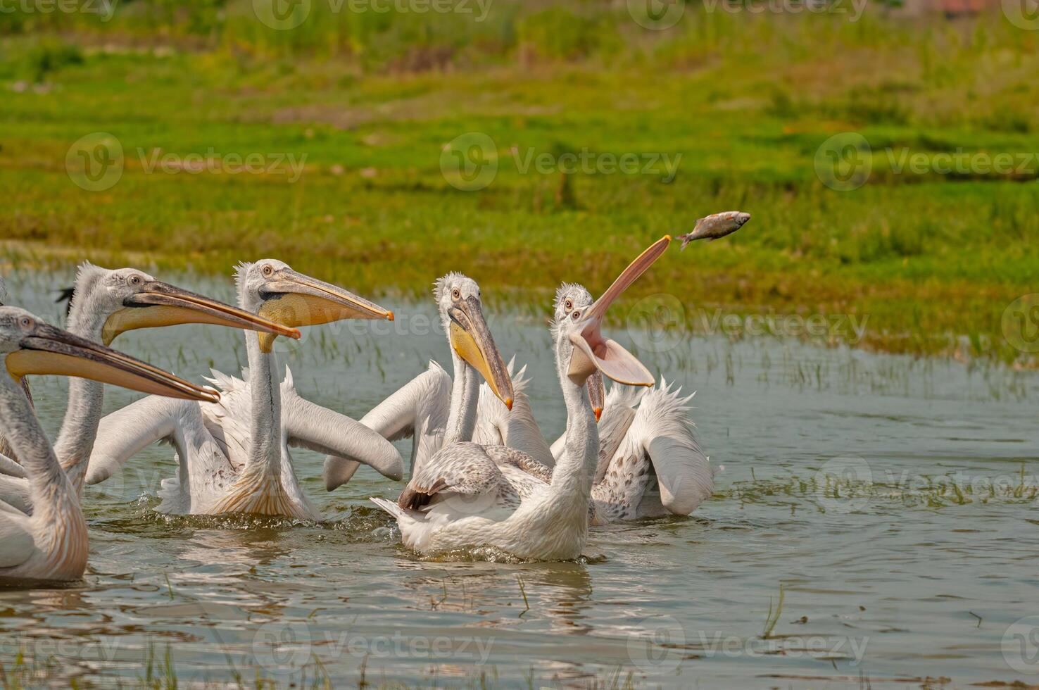 A group of pelicans in the water photo