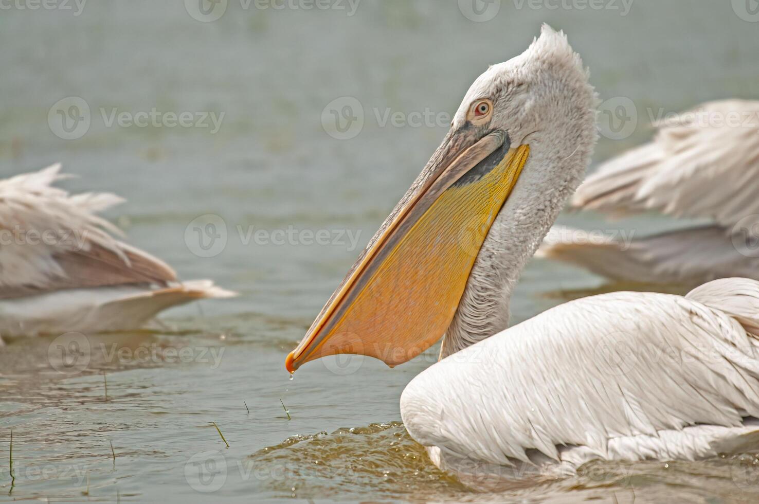 A pelican with a long beak in the water photo