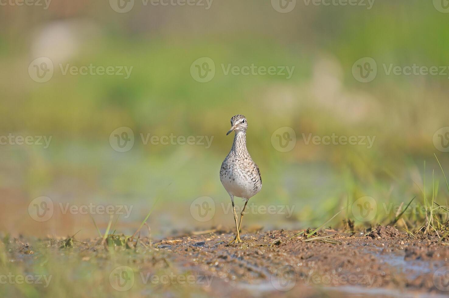 A small bird standing in the mud near a field photo