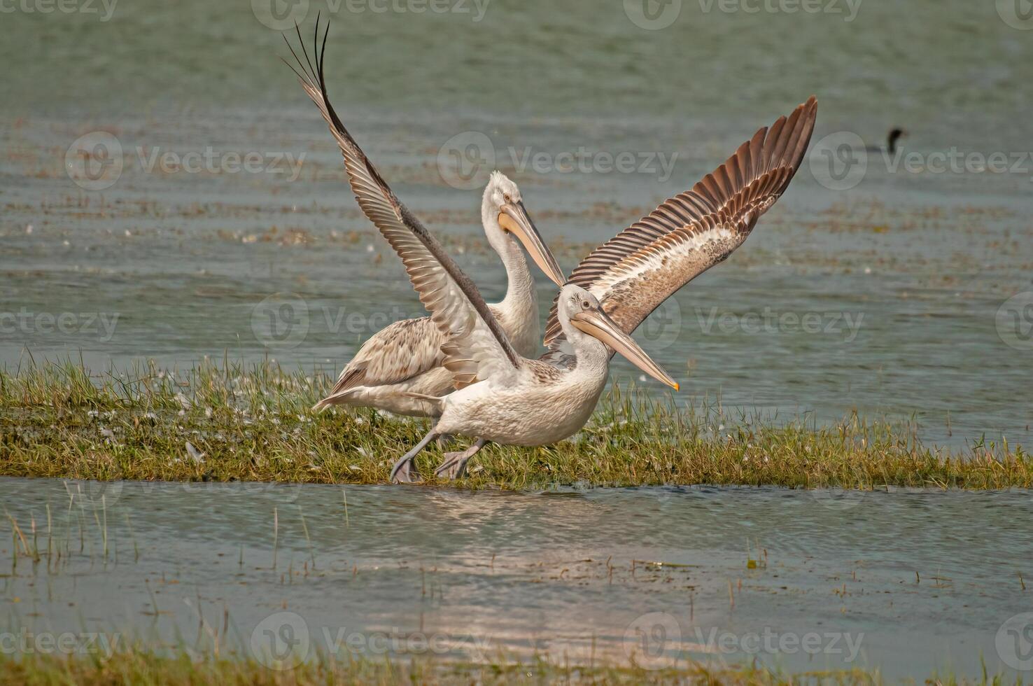Dalmatian pelican in flight. Pelicans from Lake Manyas, Turkey. photo