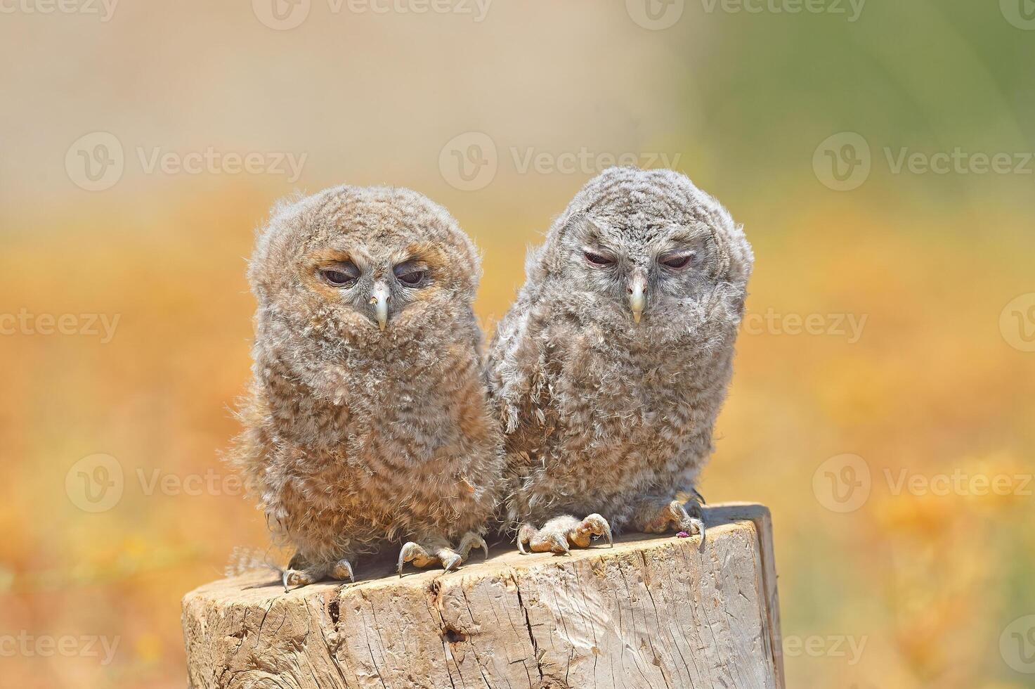 Two owls sitting on a stump photo