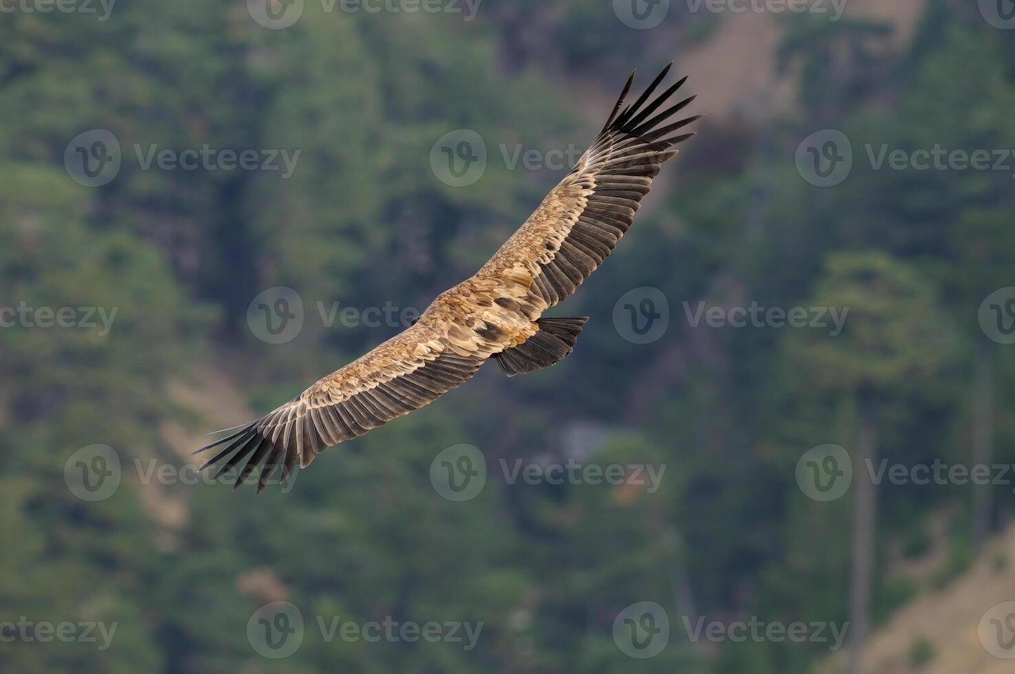 A large bird flying over a forested area photo