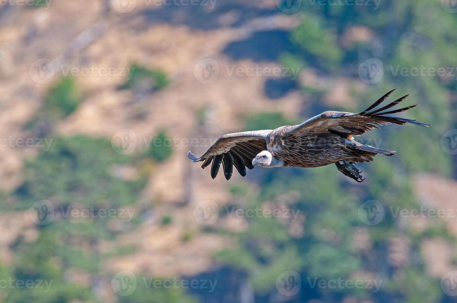 A large bird flying over a mountain photo