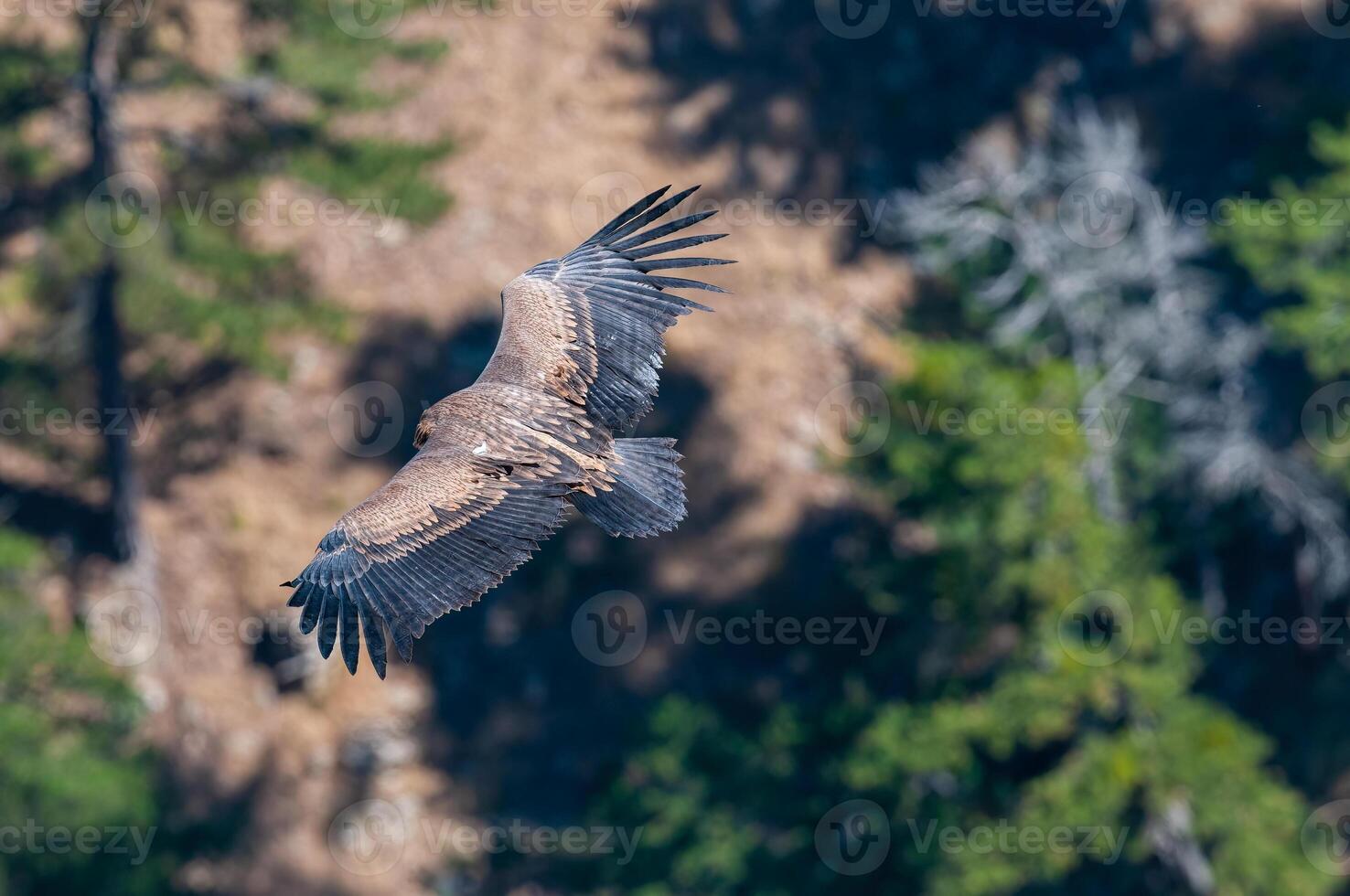 A large bird flying over a forest photo
