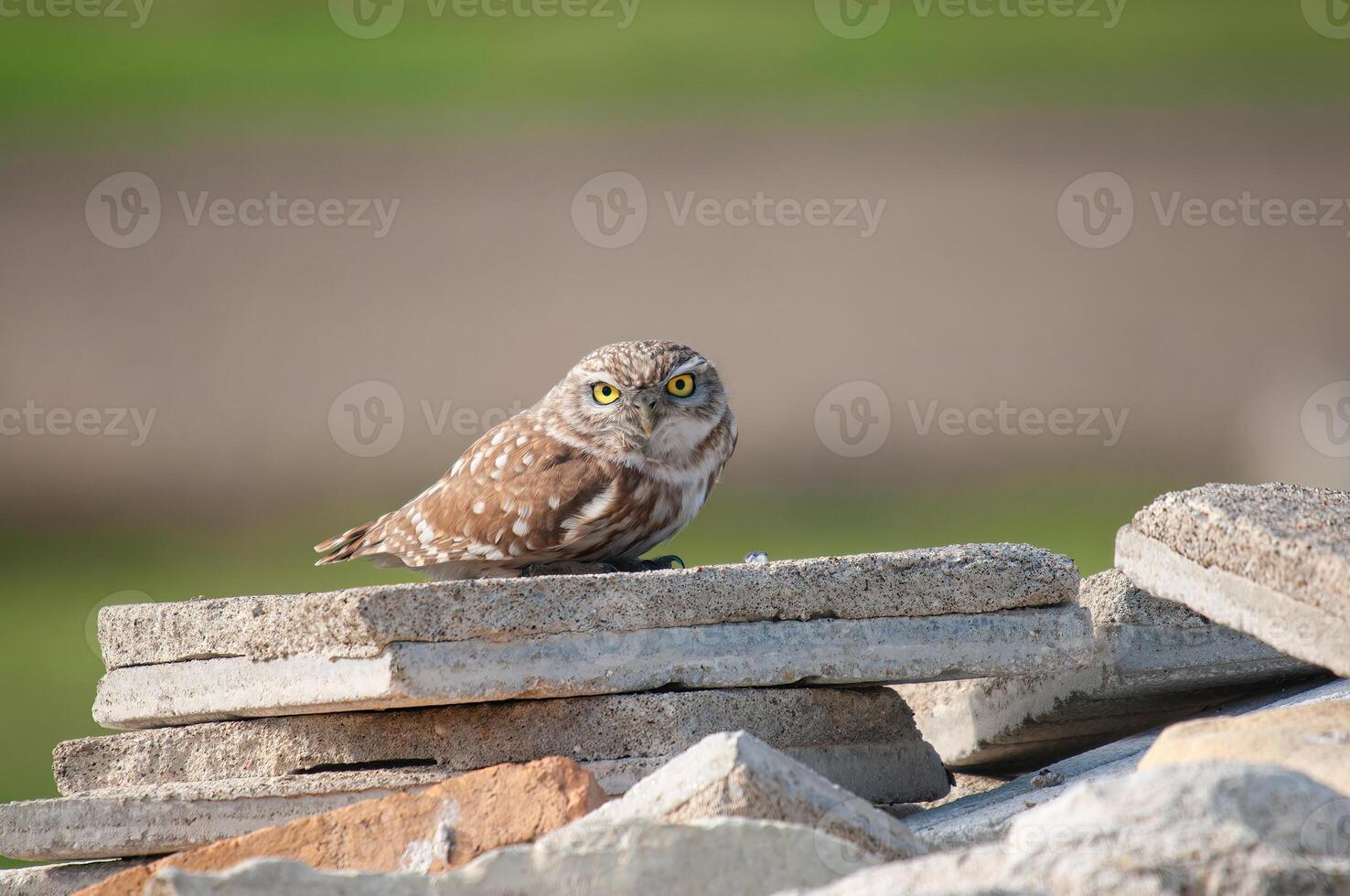 A small owl sitting on top of a pile of rocks photo