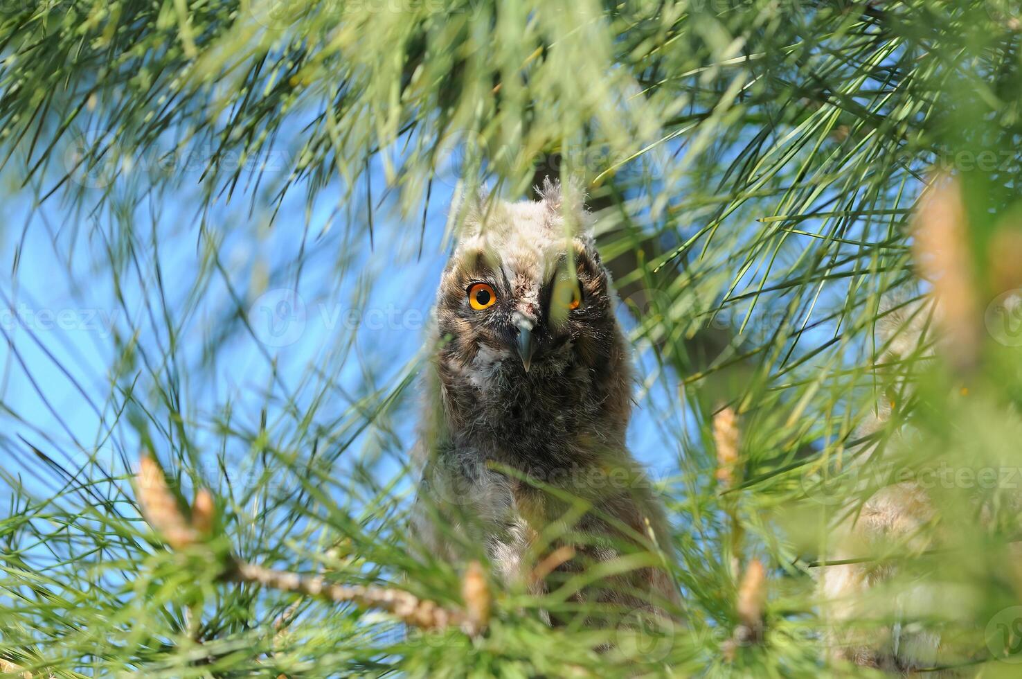A bird peeking out from behind a tree photo