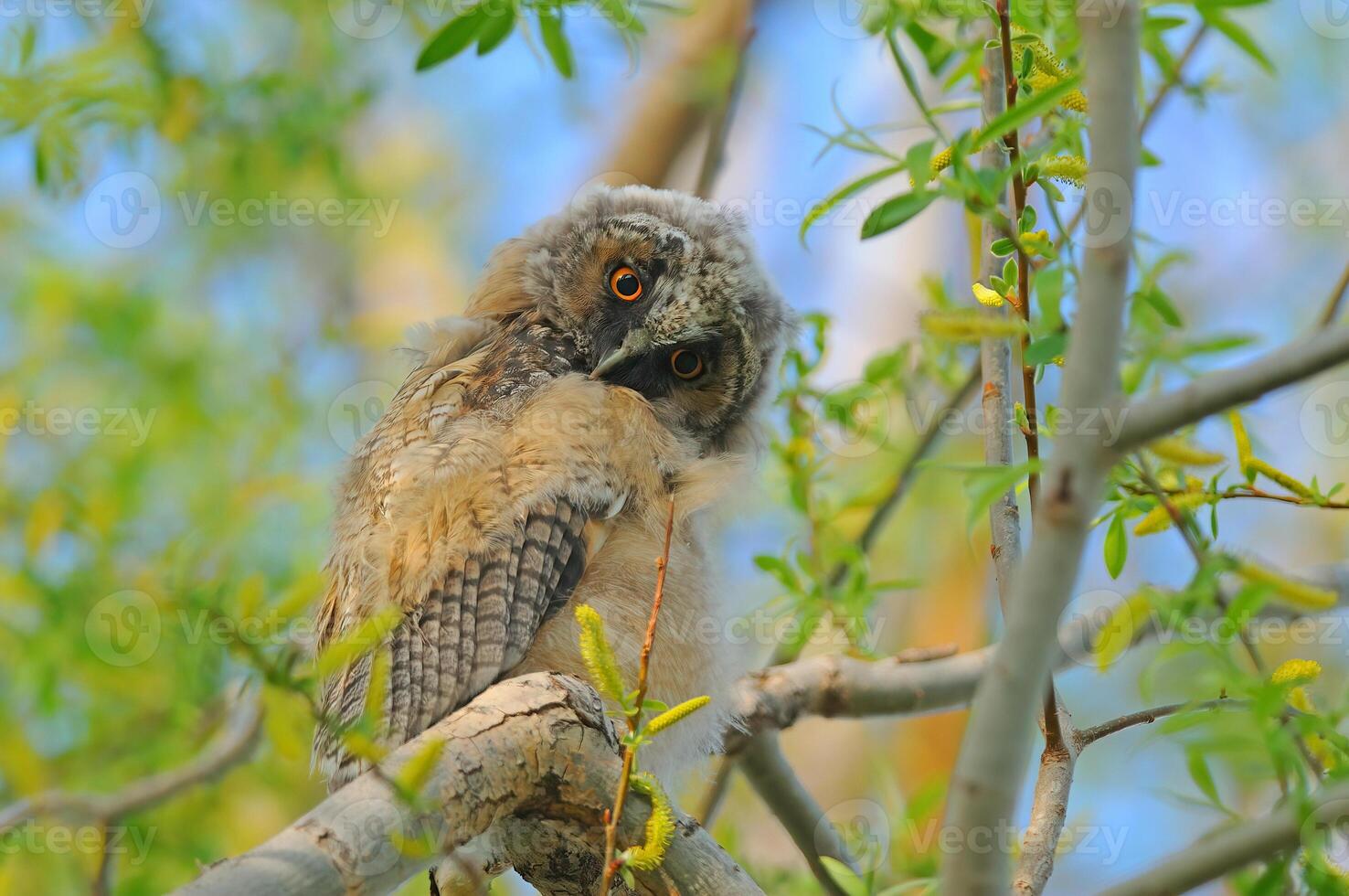 A baby owl sitting on a branch photo