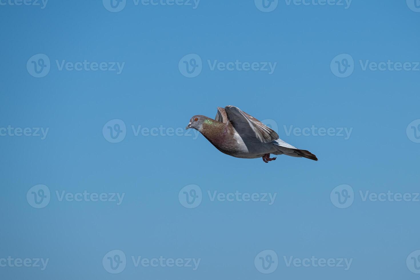 A bird flying in the sky photo