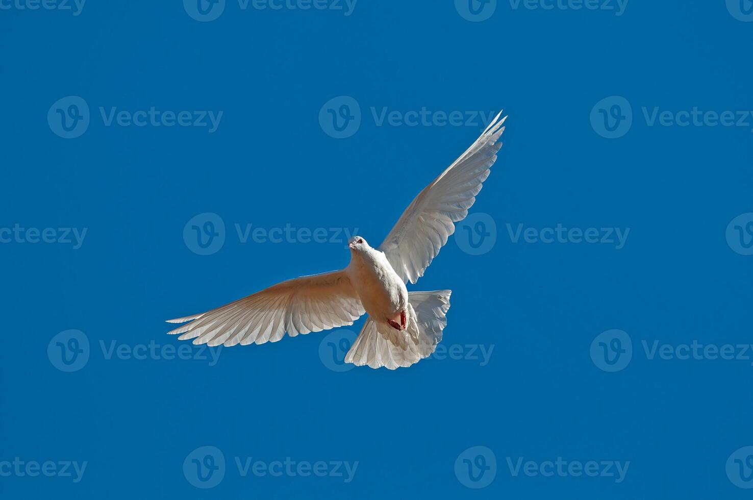 A white dove flying in the blue sky photo