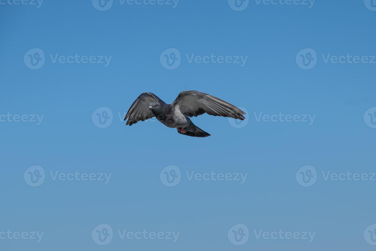 A pigeon flying in the blue sky photo