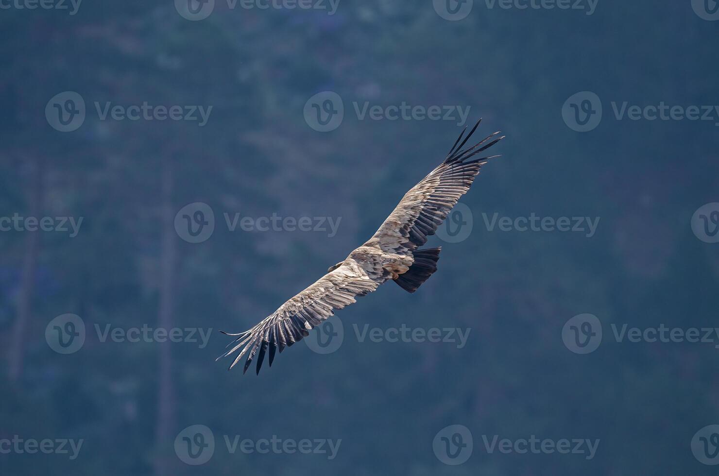 A large bird flying in the air photo