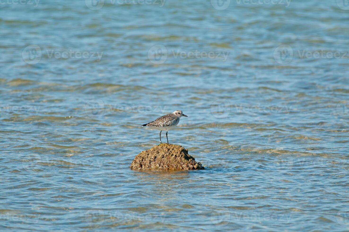 A bird is standing on a rock in the water photo