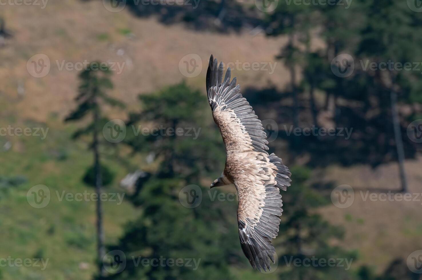 A large bird flying over a forested area photo