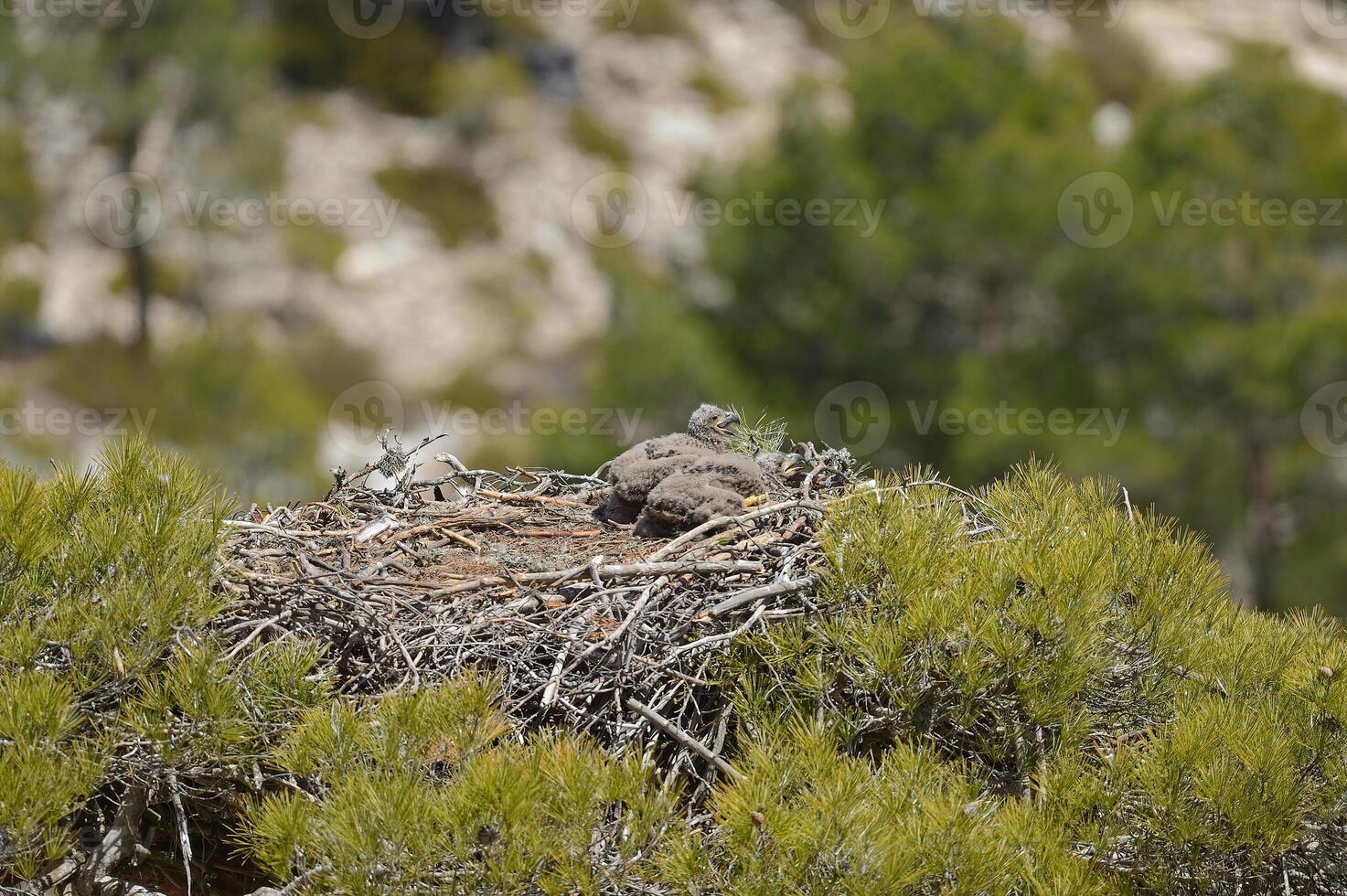 A nest of two birds sitting on top of a tree photo