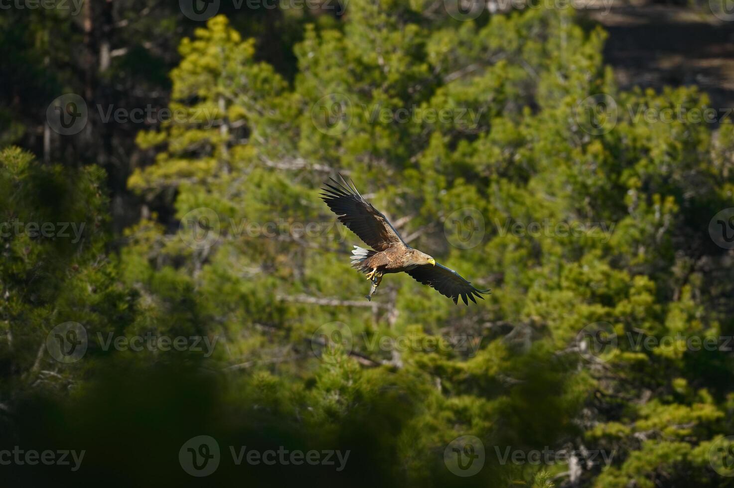 A bird flying over a forest with trees in the background photo