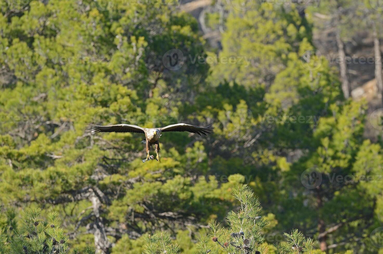 A large bird flying over a forest with trees photo