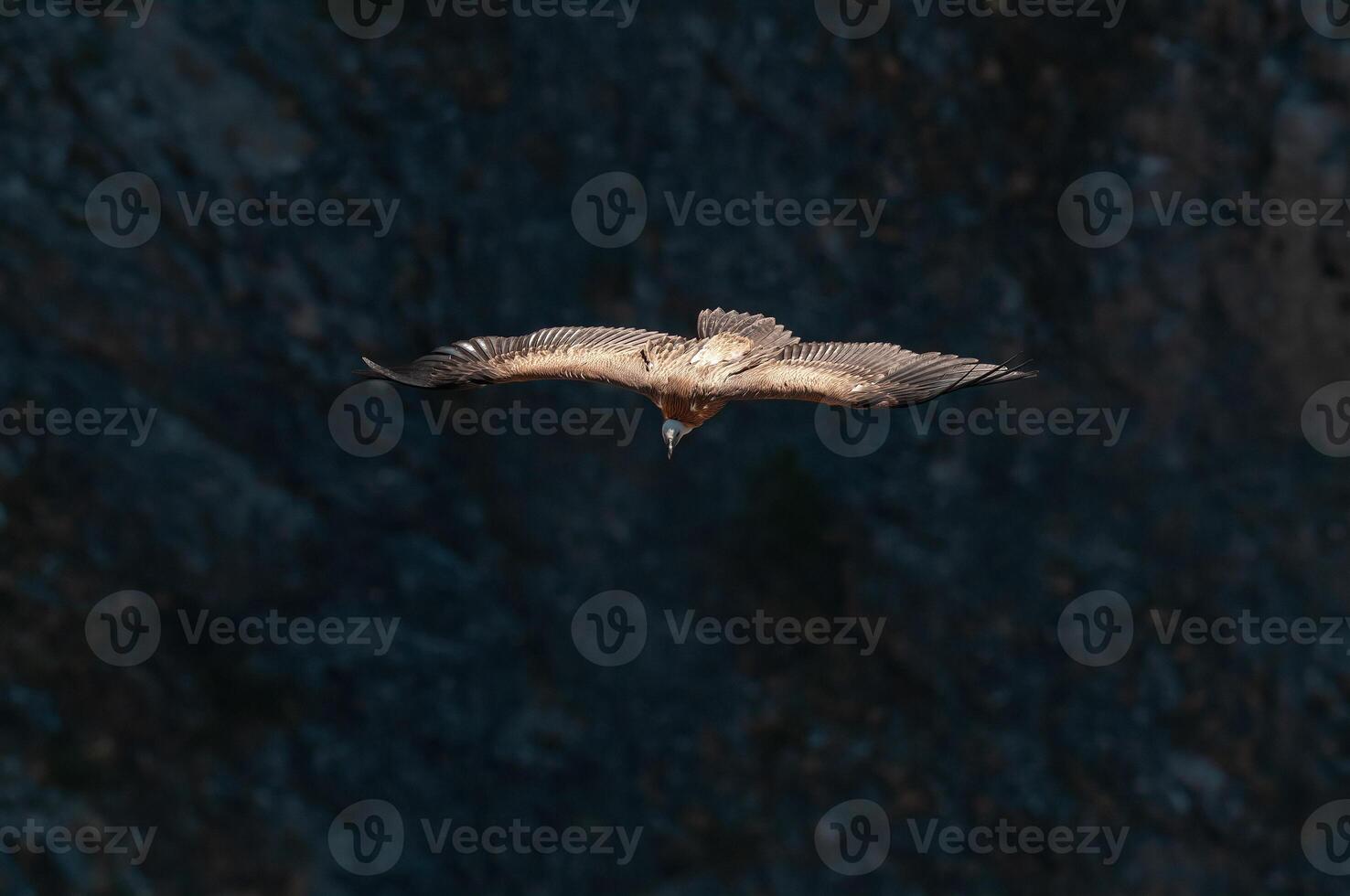 A bird flying over a rocky area photo