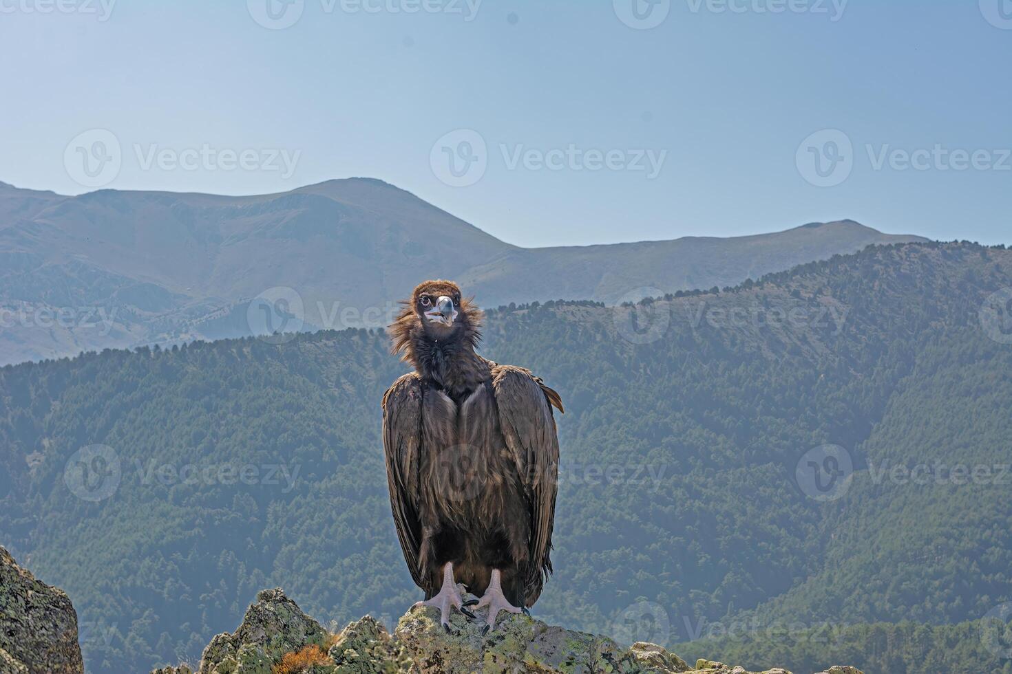 A vulture is perched on a rock in front of a mountain photo