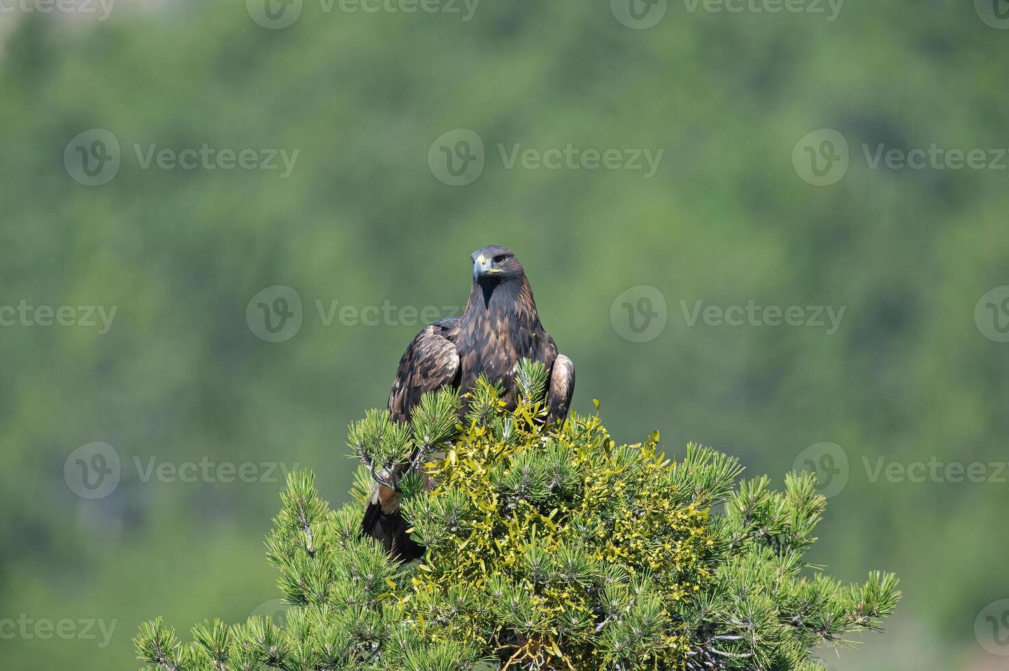 A golden eagle perched on top of a pine tree photo