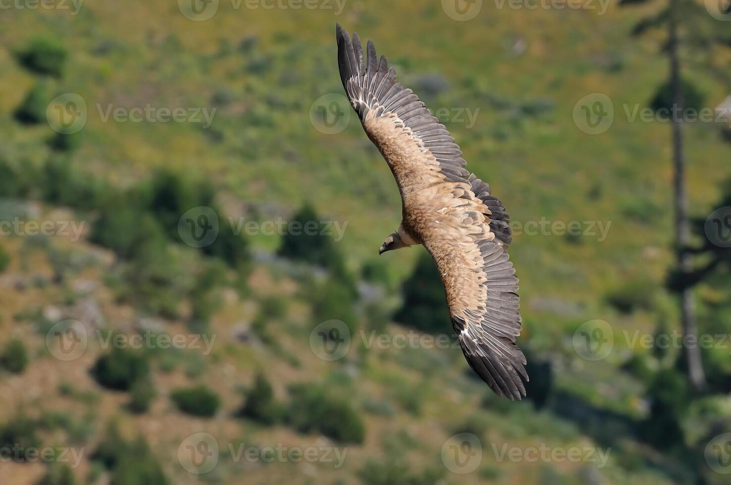 A large bird flying over a green hillside photo