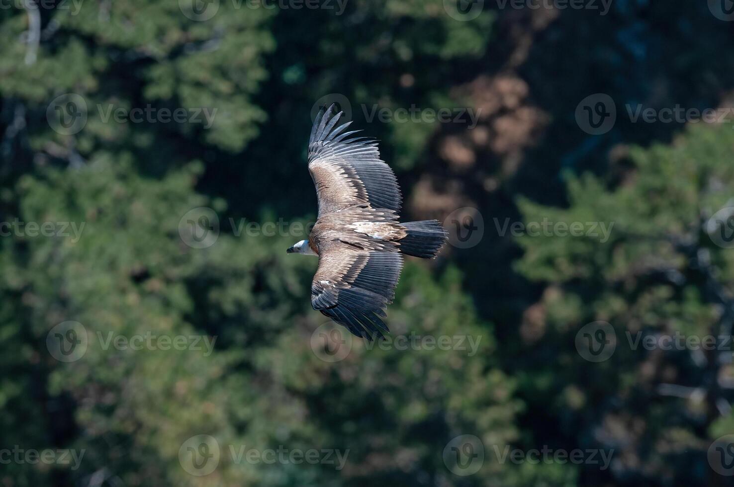 A large bird flying over a forest photo