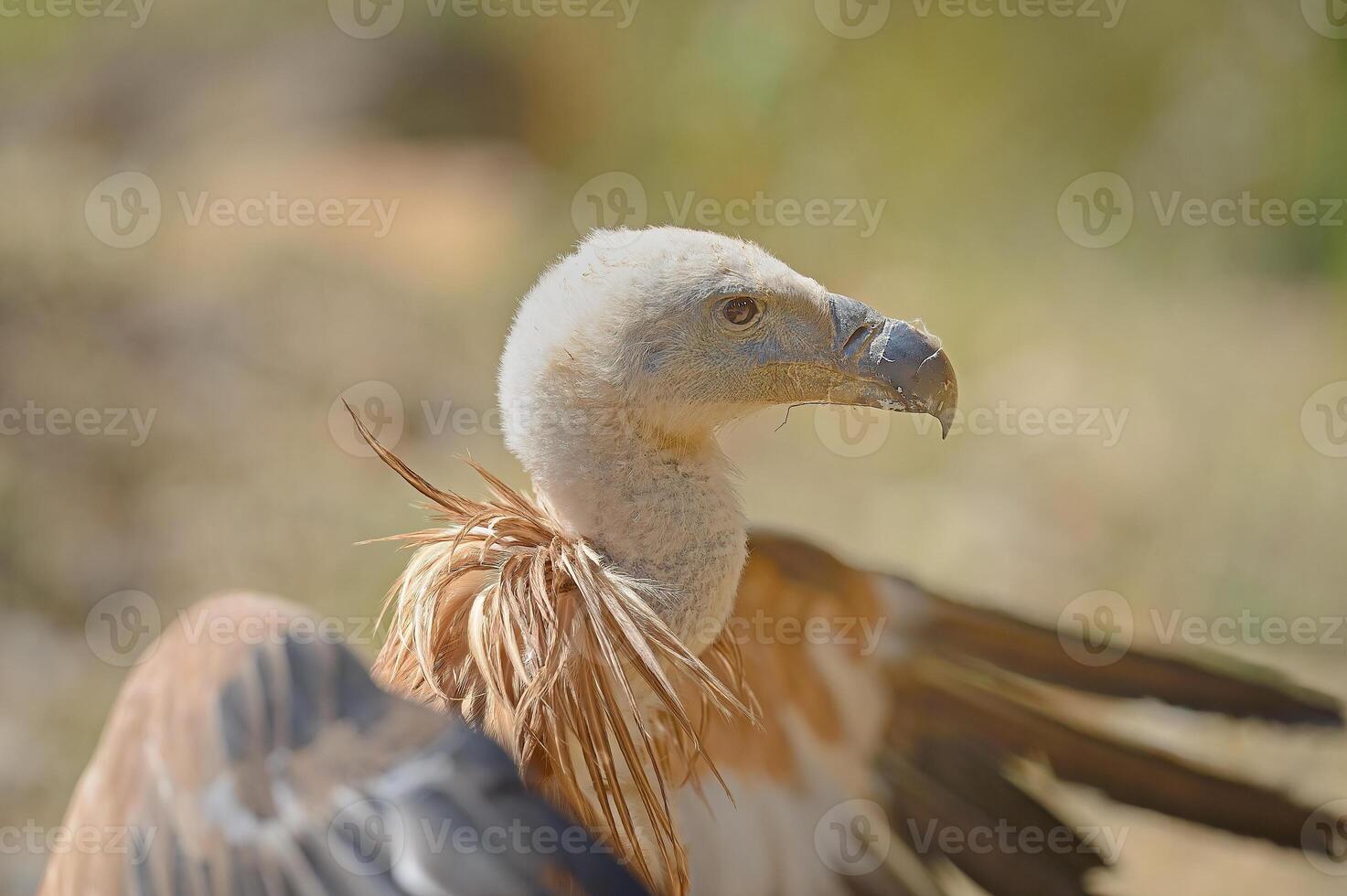 A vulture with its wings spread out photo