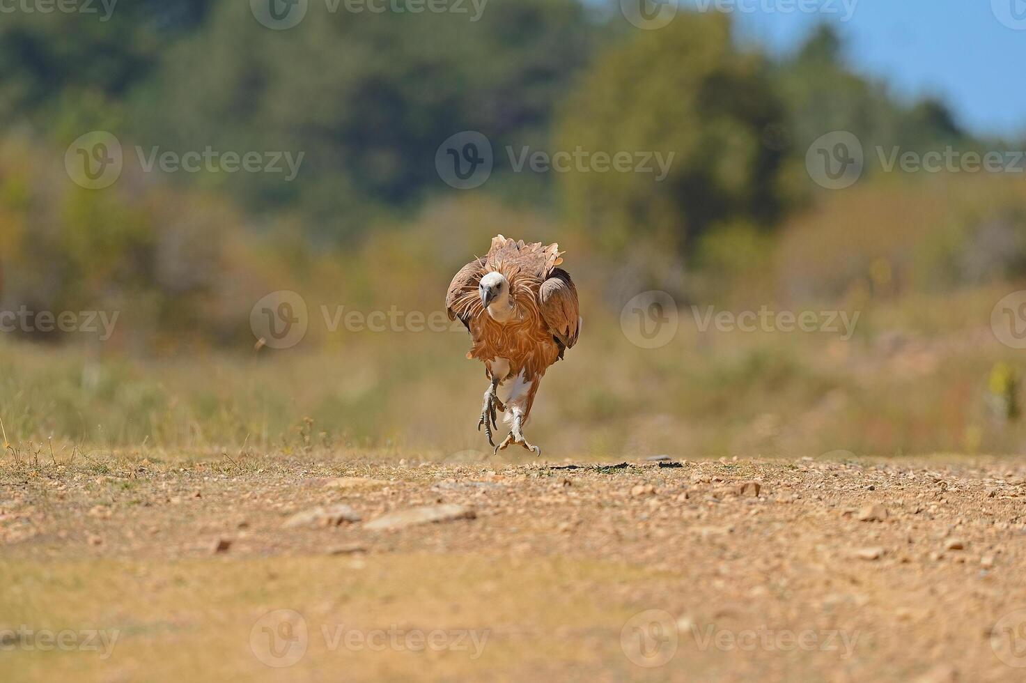 A bird running across a dirt road photo