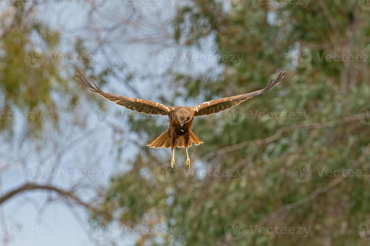A red kite flying over a tree photo
