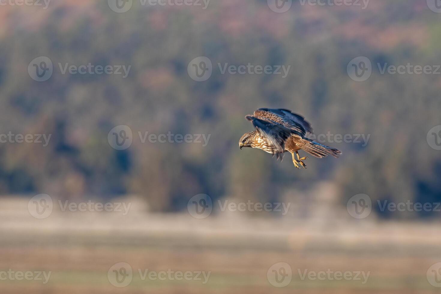 A red tailed hawk flying over a field photo