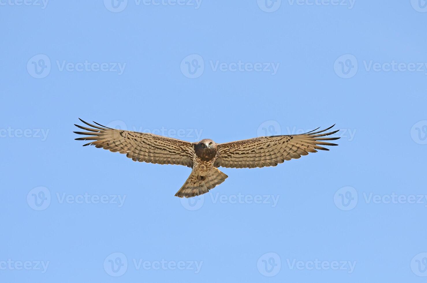A hawk flying in the blue sky with its wings spread photo