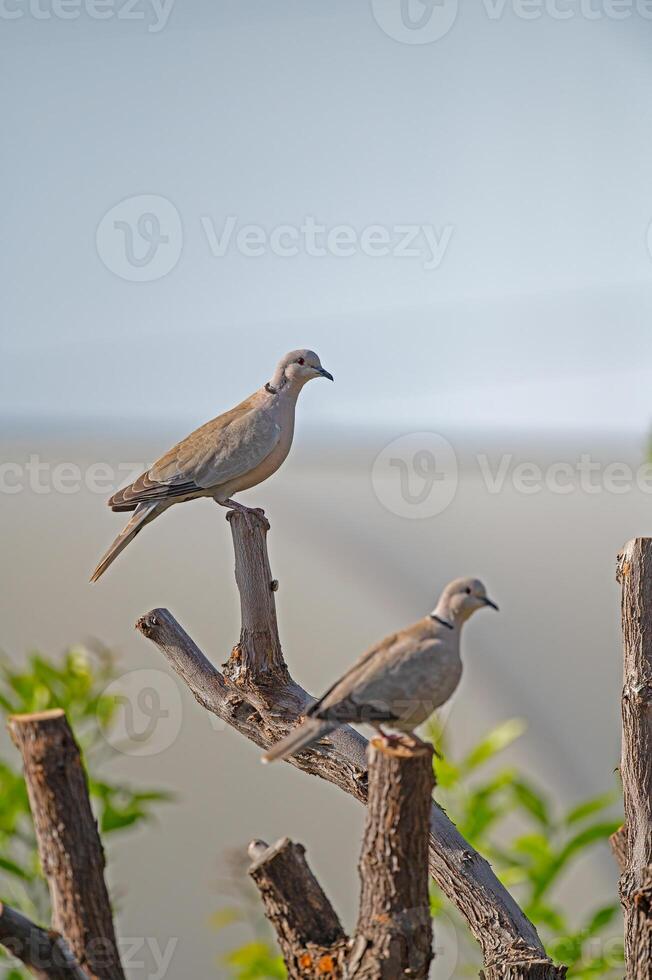 Two birds perched on a tree branch photo