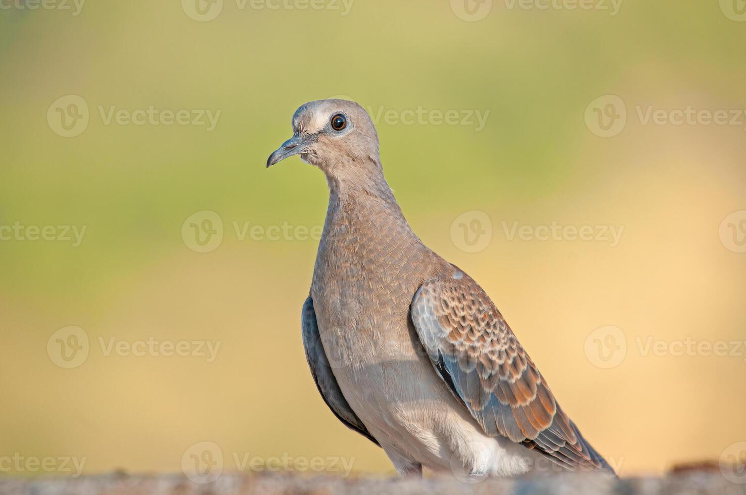 A bird is standing on a ledge photo