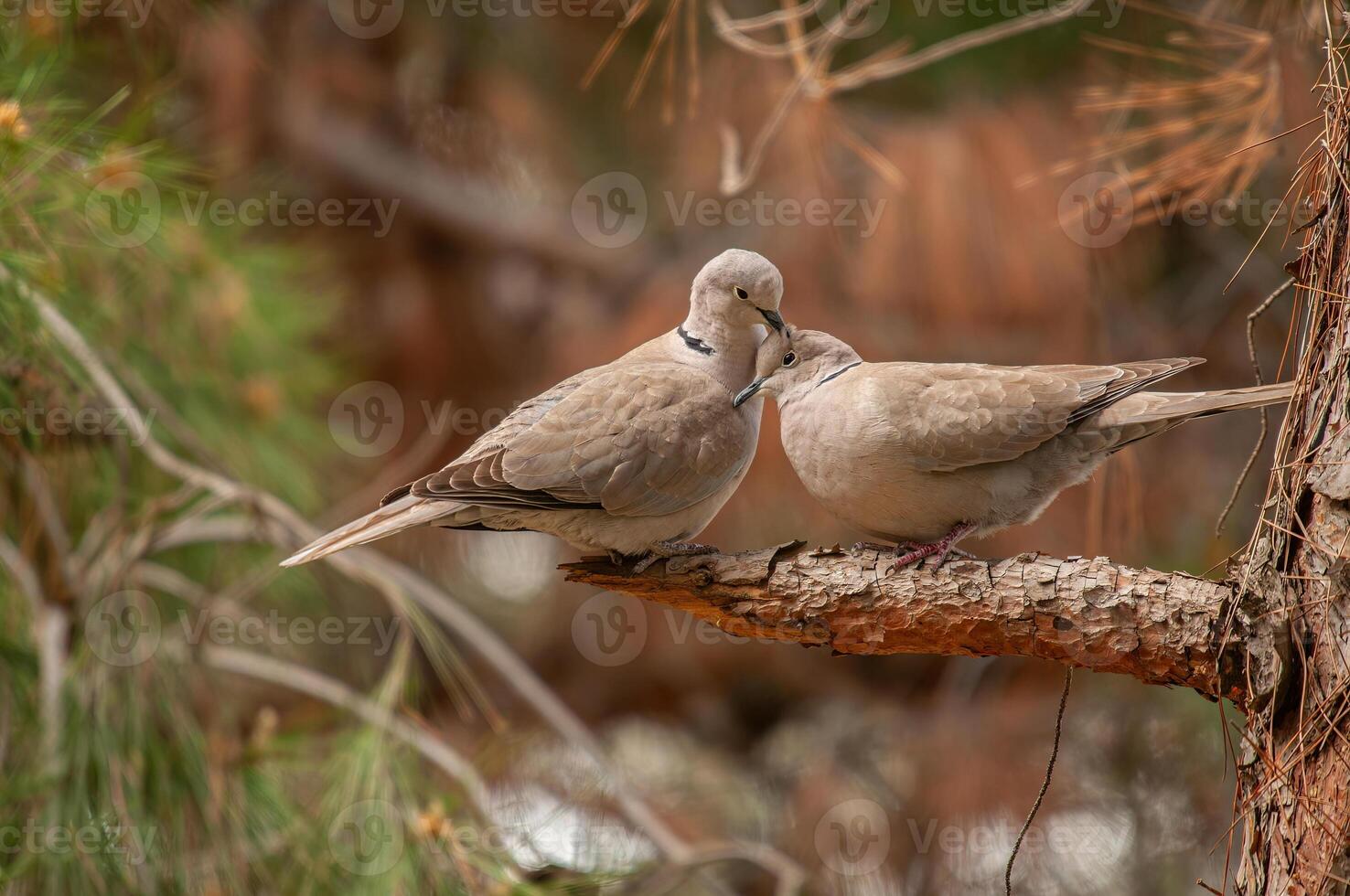 Two birds are sitting on a tree branch photo