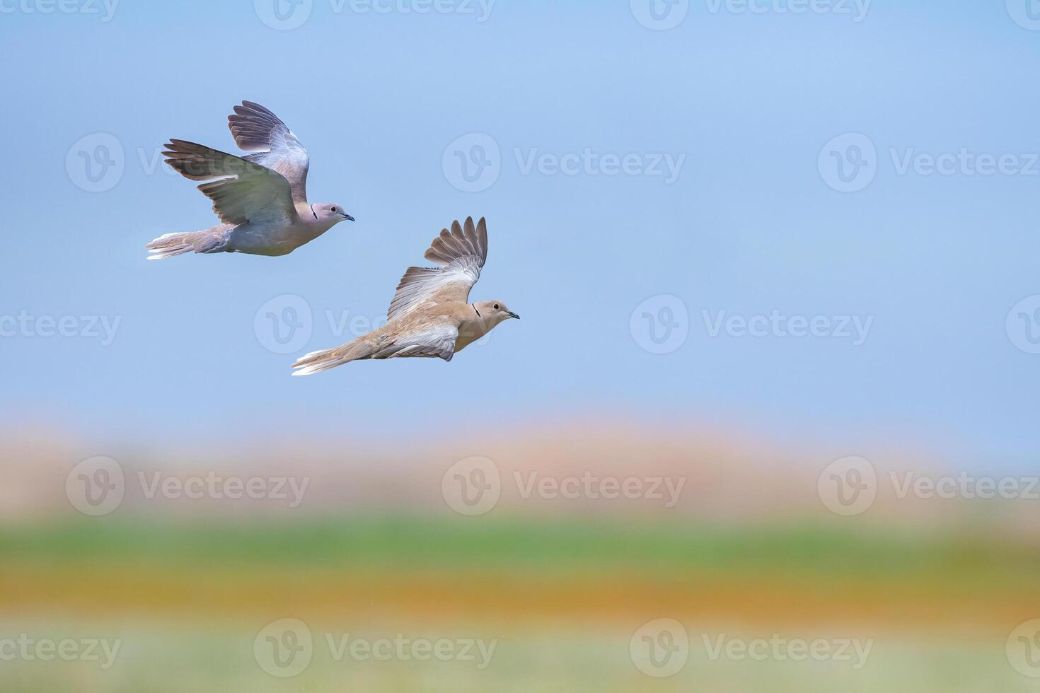 Two birds flying over a field photo