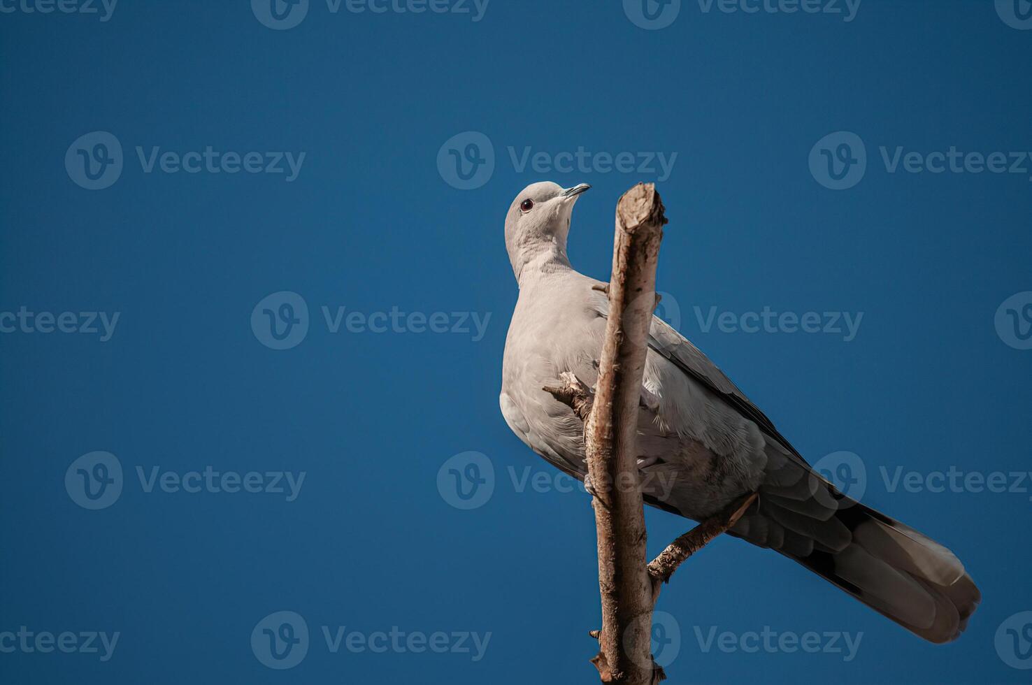 A white bird perched on a branch against a blue sky photo
