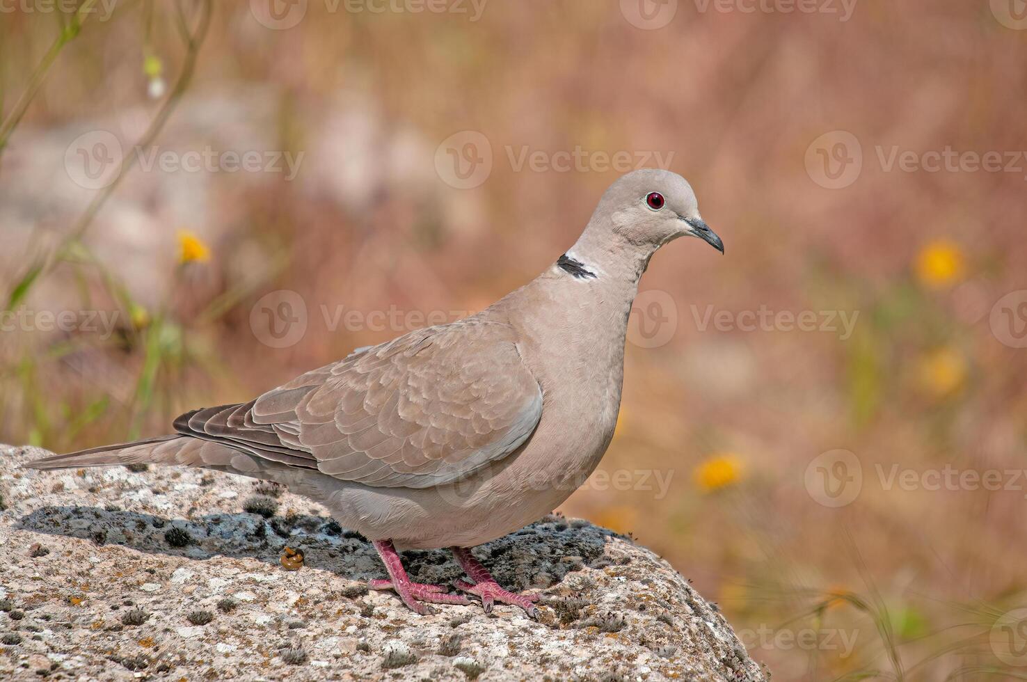 A bird is standing on a rock in a field photo