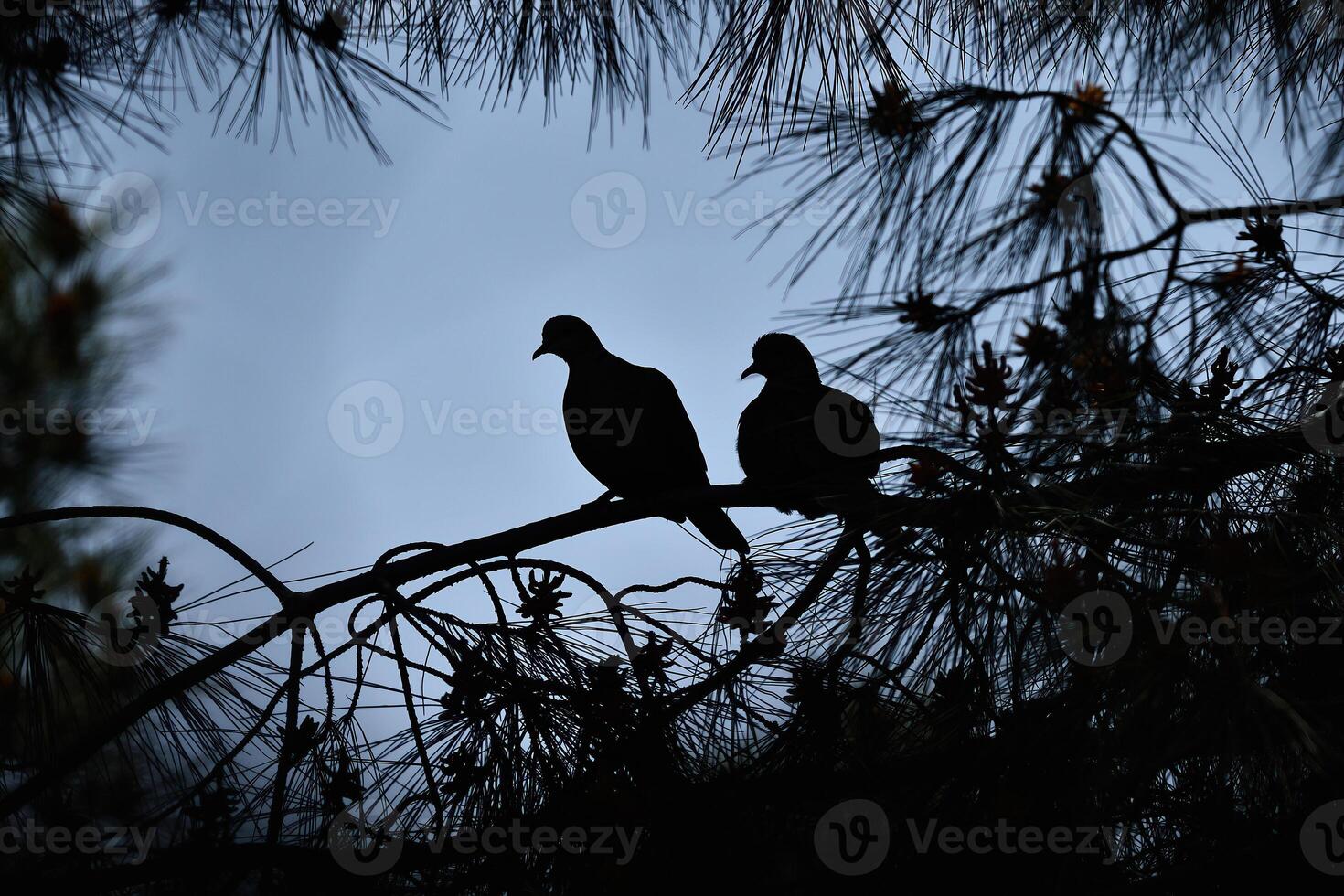Two birds perched on a tree branch photo