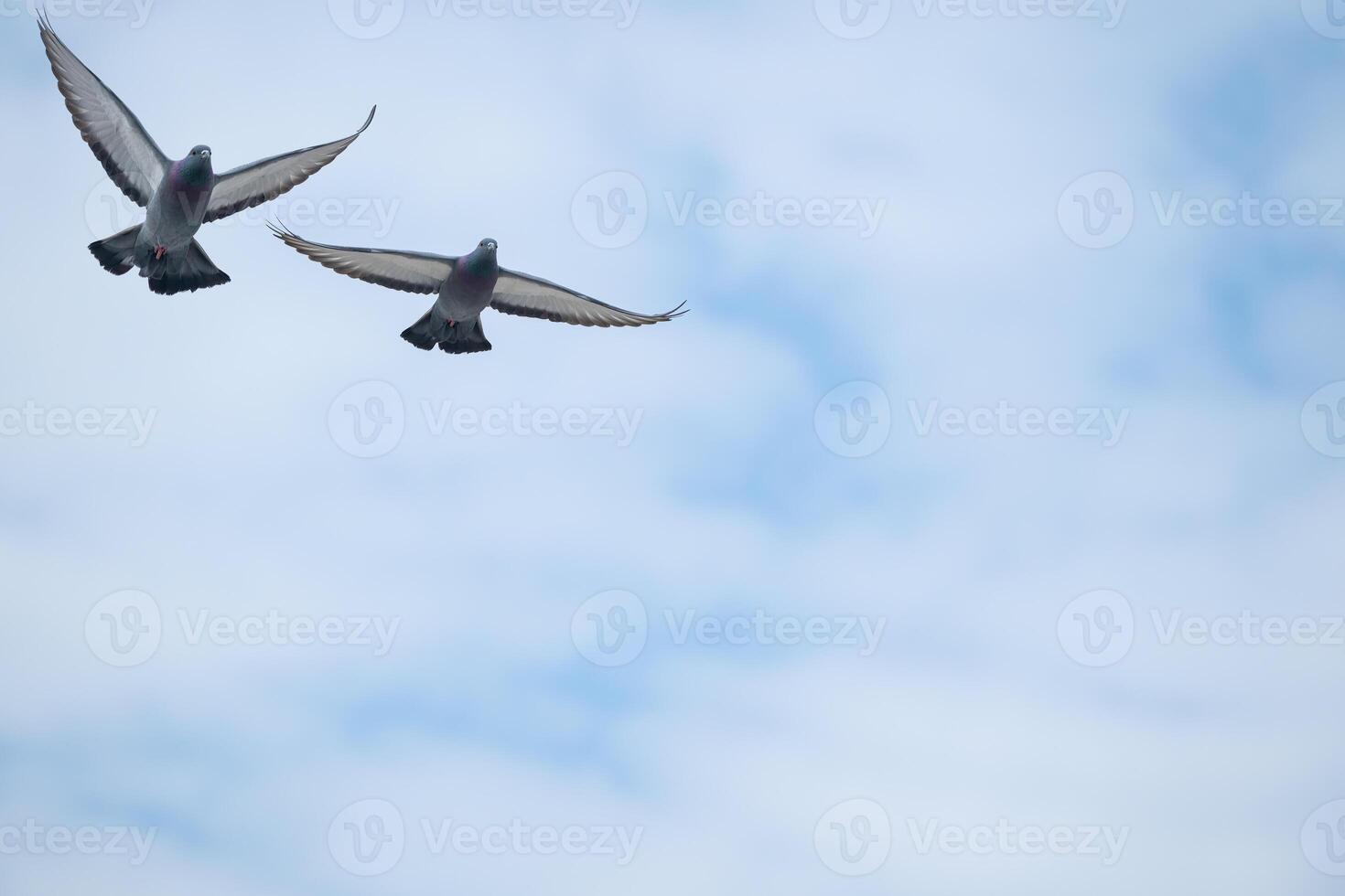 Two birds flying in the sky photo