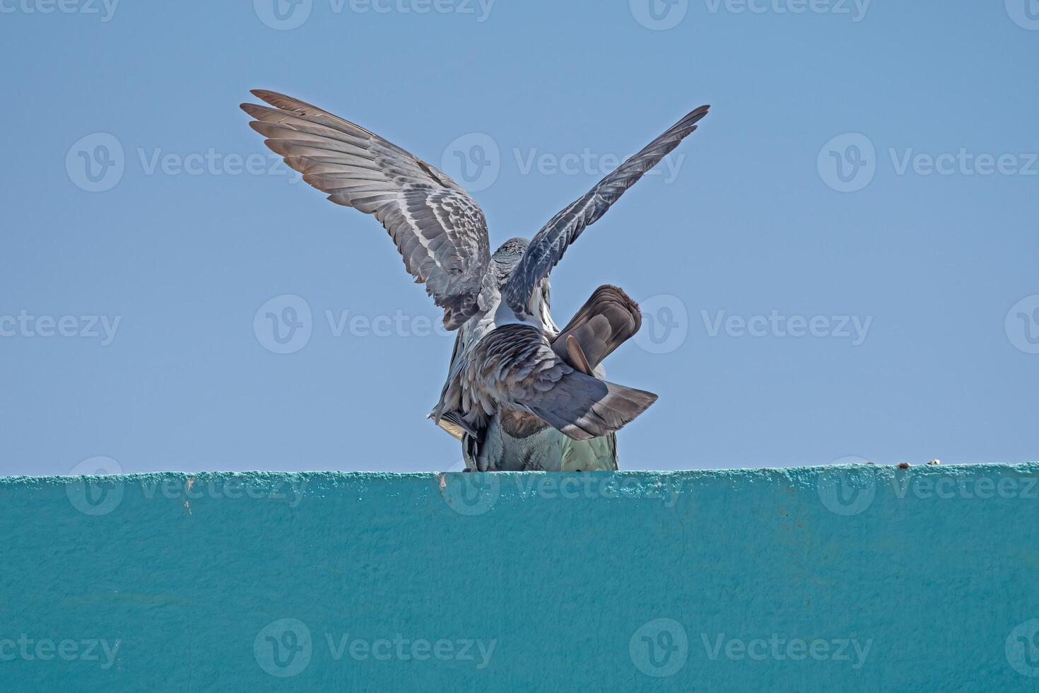 A bird is sitting on a wall photo