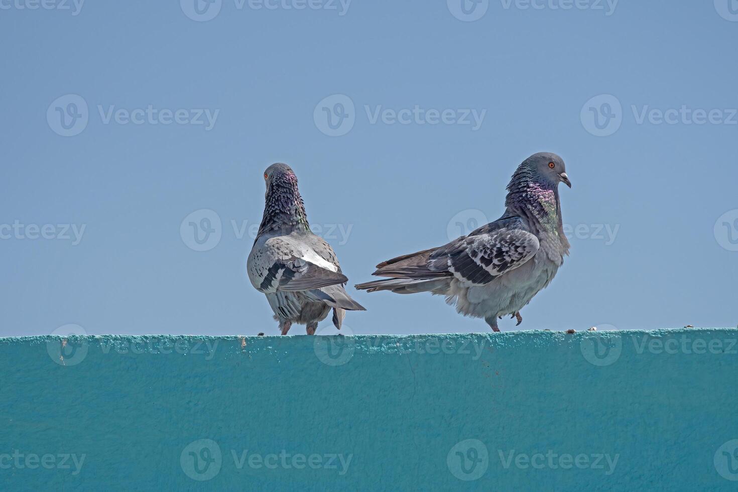 Two birds standing on a wall photo