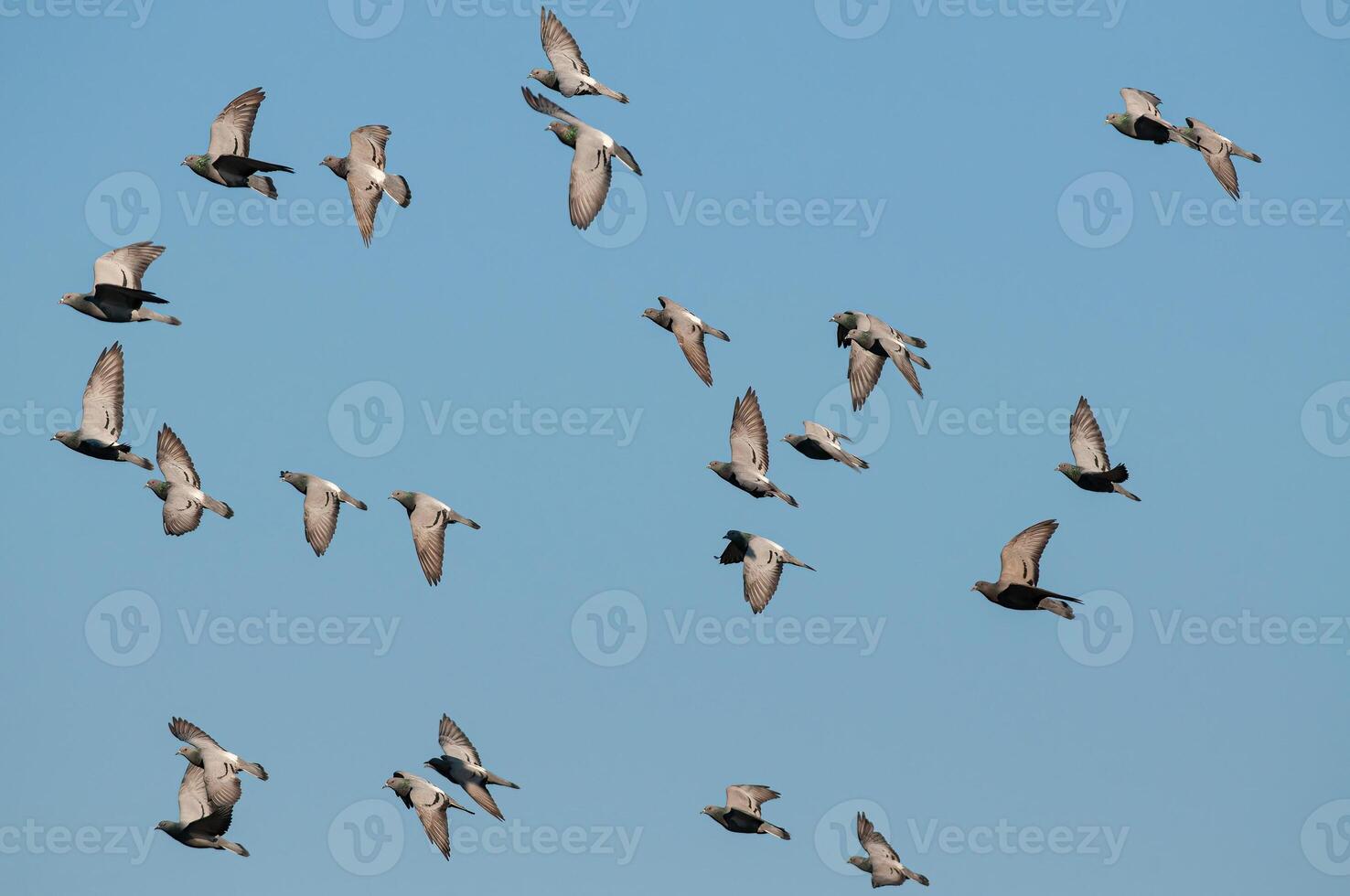 A flock of birds flying in the sky photo