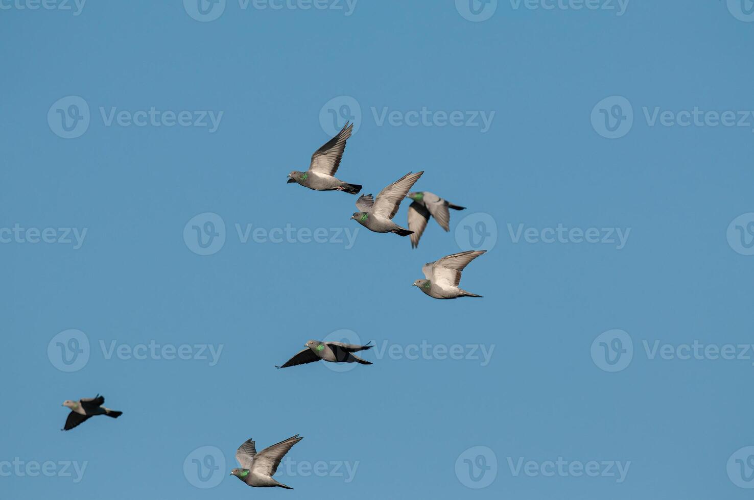 A flock of birds flying in the sky photo