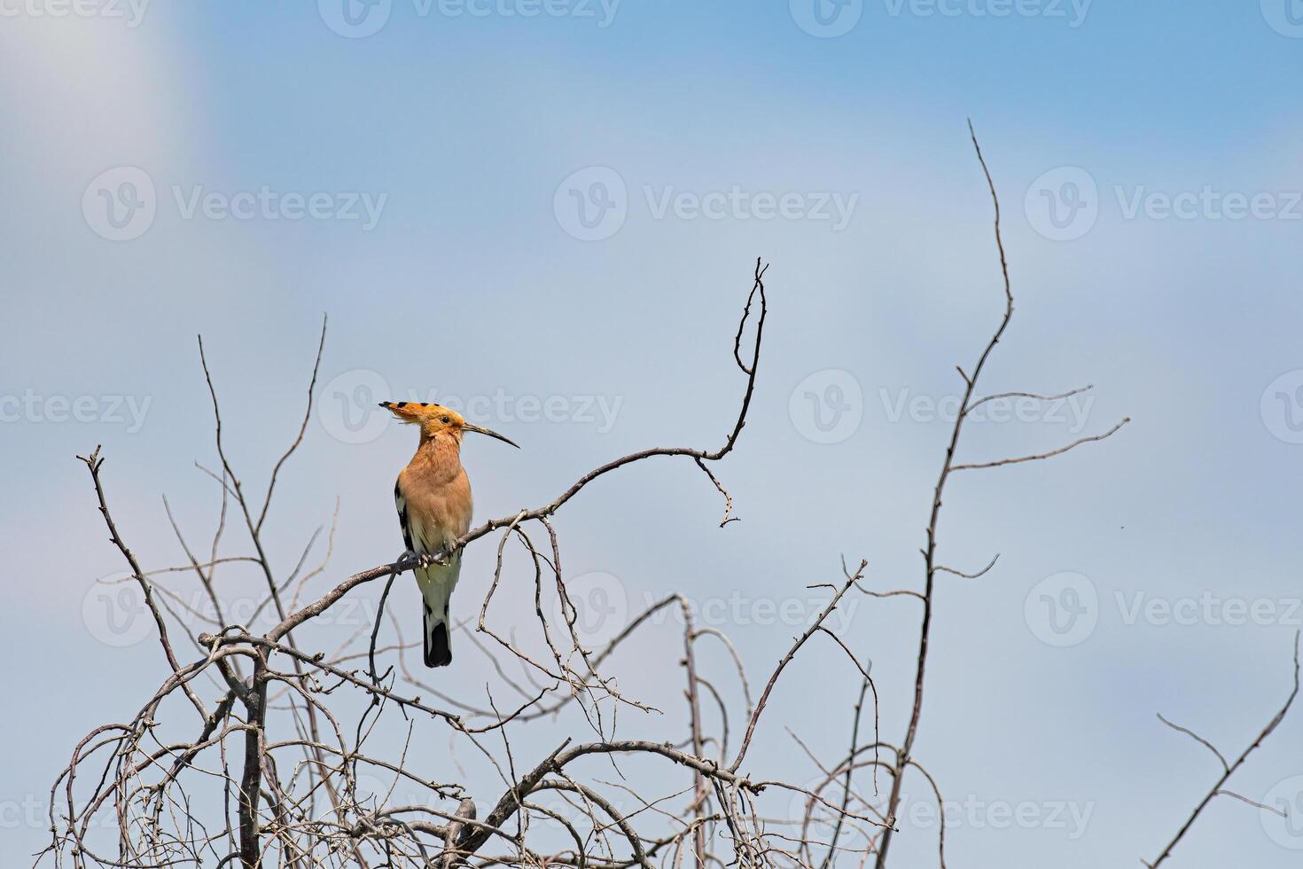 A bird sitting on a tree branch with a blue sky in the background photo