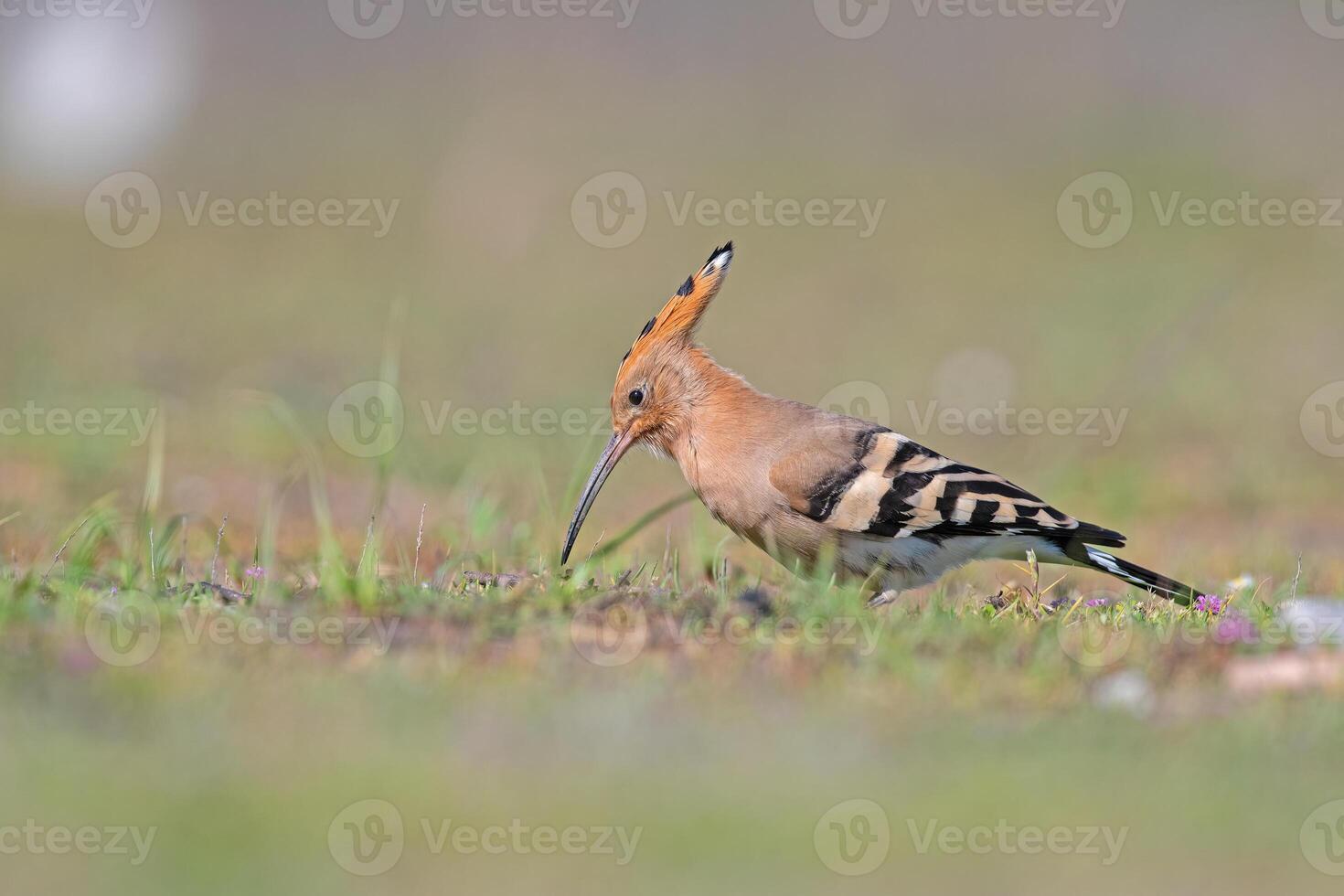 Hoopoe, a bird with a long beak and a long tail photo