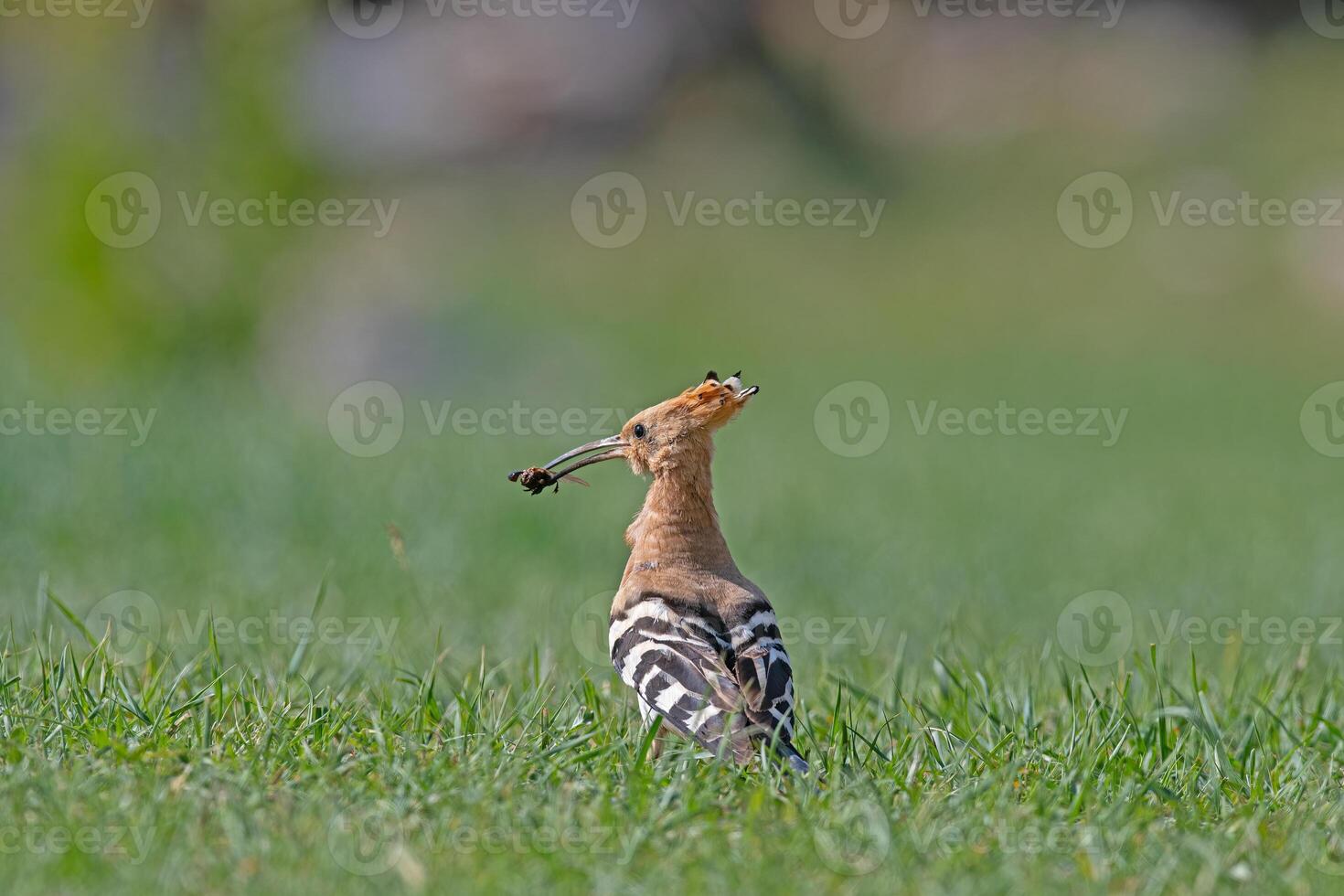 A bird with a long beak standing in the grass photo