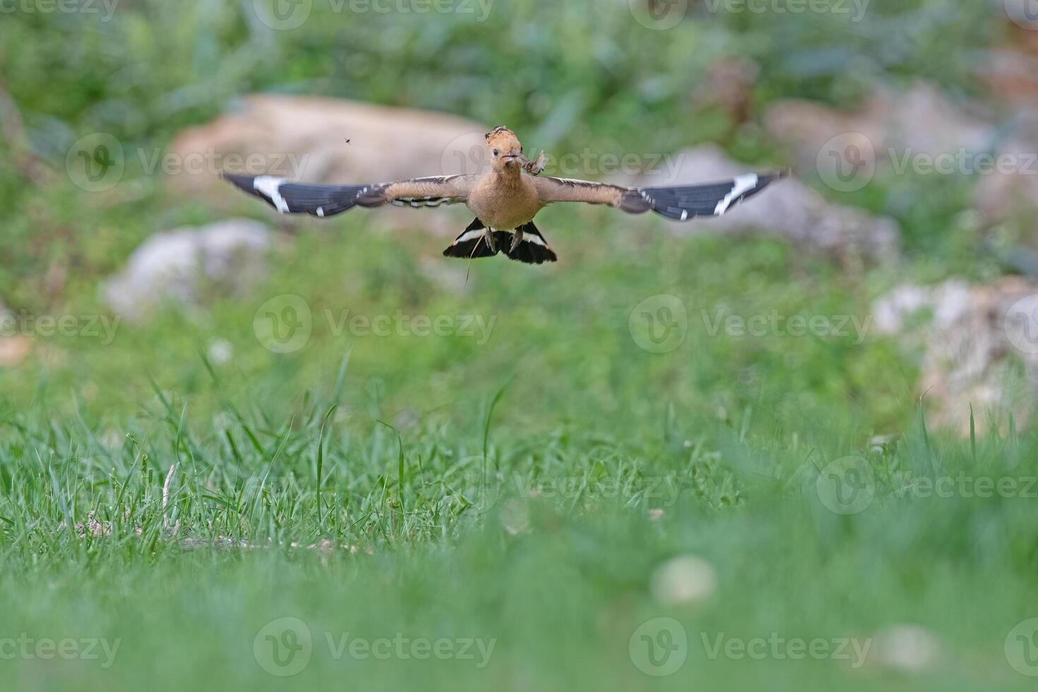 A bird flying over a grassy field photo