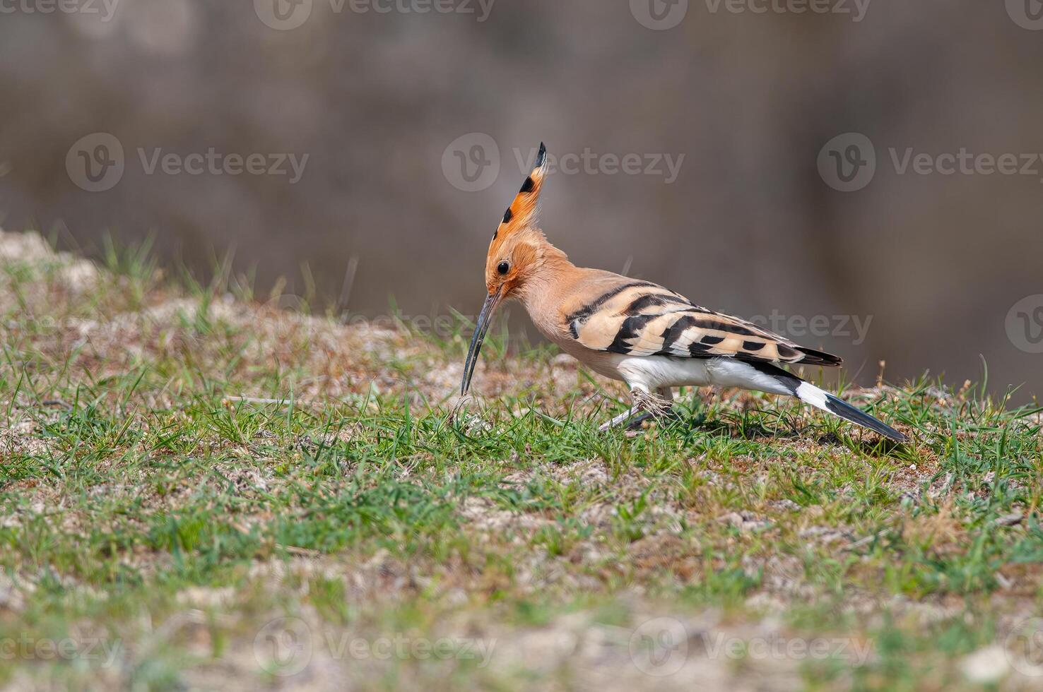 Hoopoe, a bird with a long beak and a long tail photo