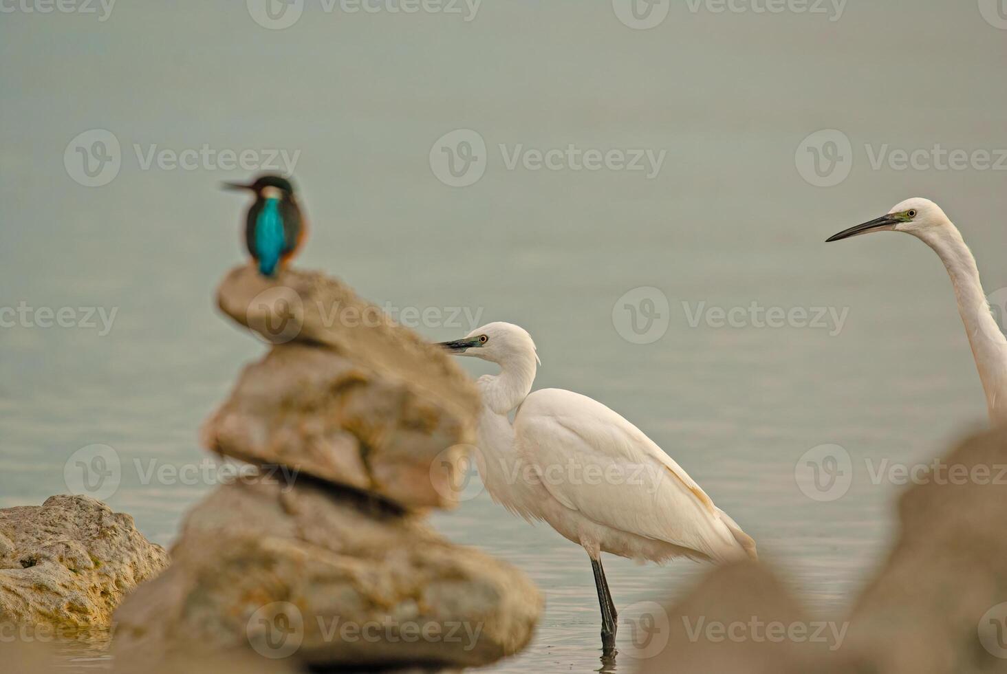 A bird is standing on a rock next to a bird photo