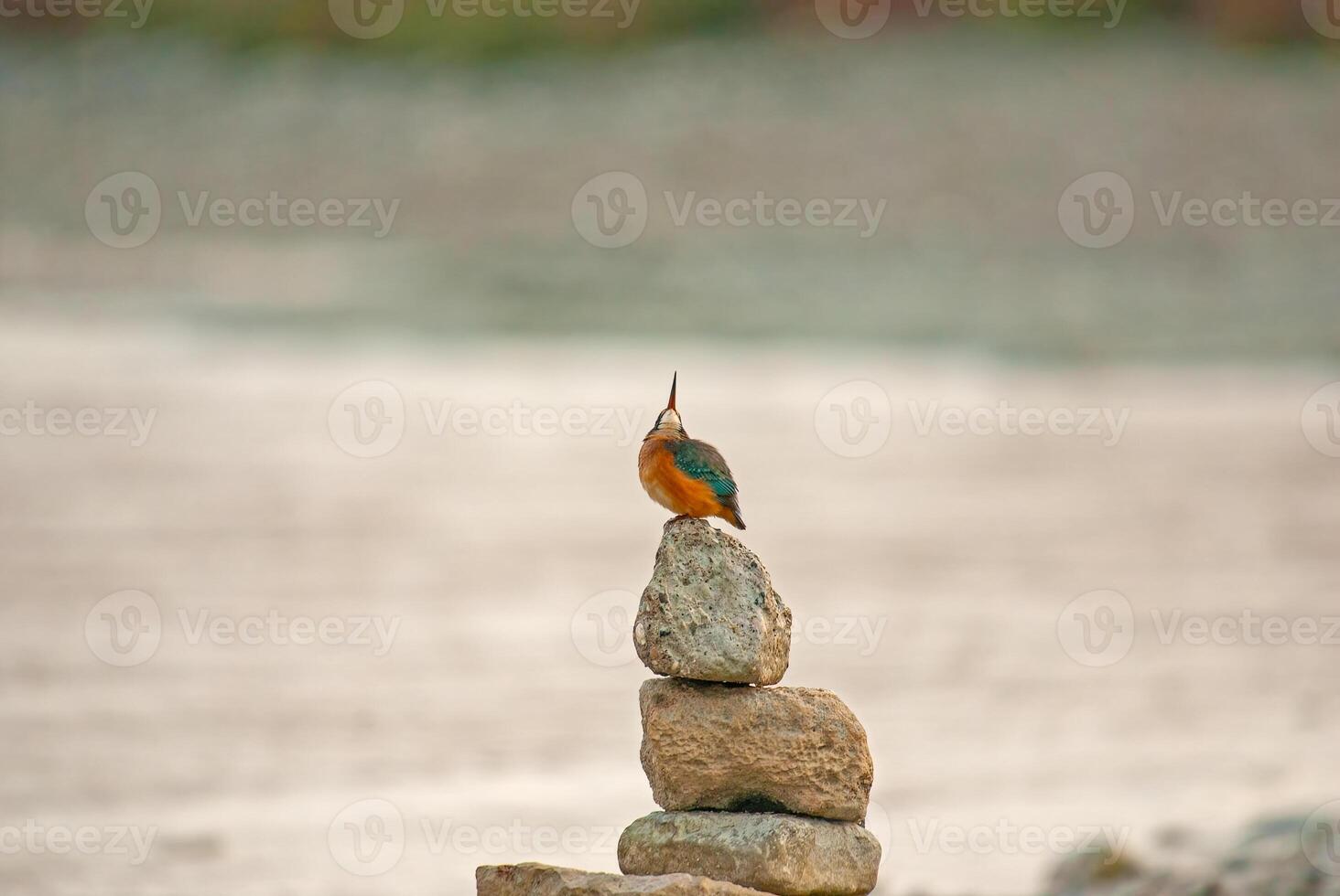 A bird perched on top of a pile of rocks photo