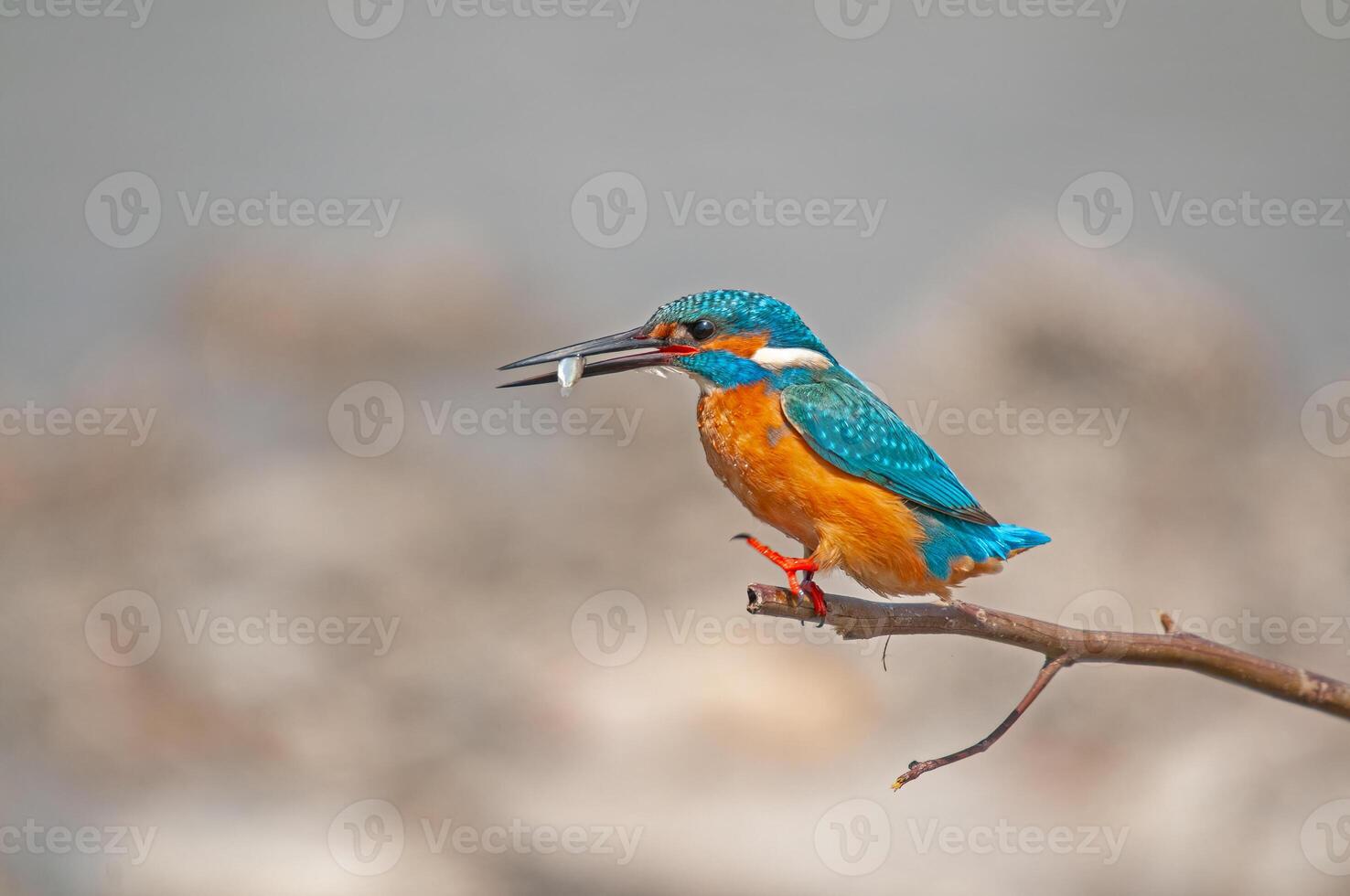 A kingfisher sitting on a branch with a fish in its mouth photo